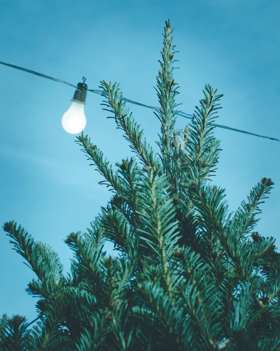 Free Image of Pine Tree With Hanging Light Bulb 