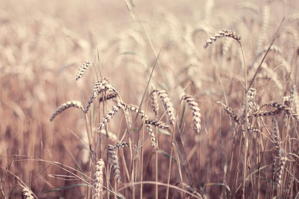 Free Image of A Field of Wheat in Sepia Tone 