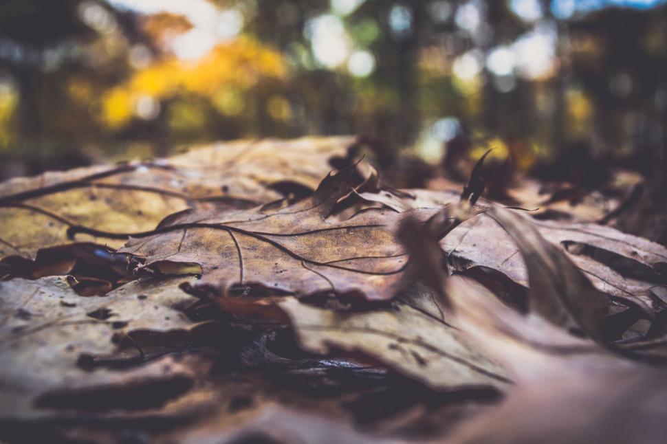Free Image of Blurry Leaves on the Ground 