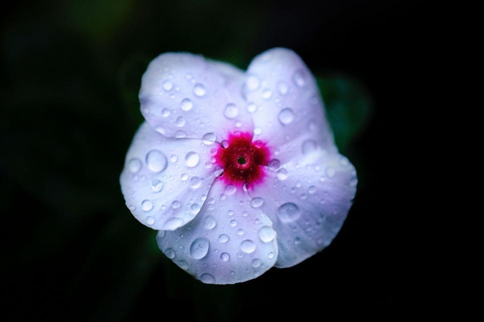 Free Image of White Flower With Red Center Surrounded by Water Droplets 