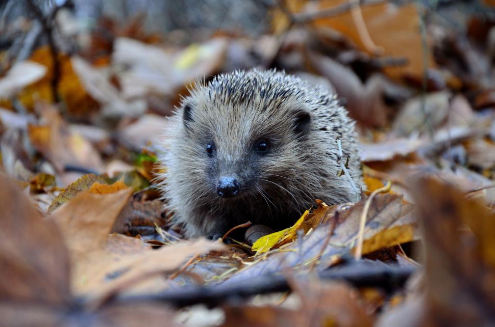 Free Image of Hedgehog Sitting in Pile of Leaves 