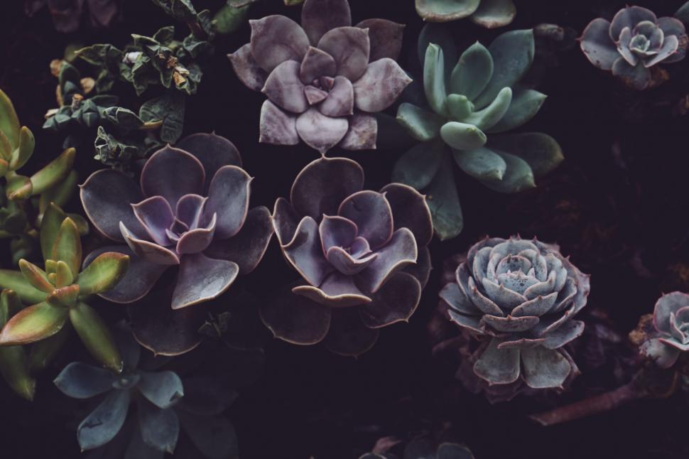 Free Image of A Variety of Succulents Arranged on a Table 