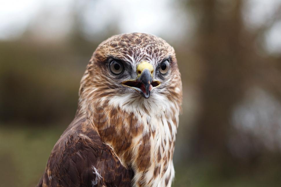 Free Image of Intense Bird of Prey Perched on Branch 