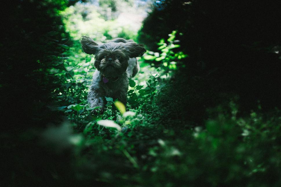 Free Image of Small Dog Running Through Lush Green Forest 