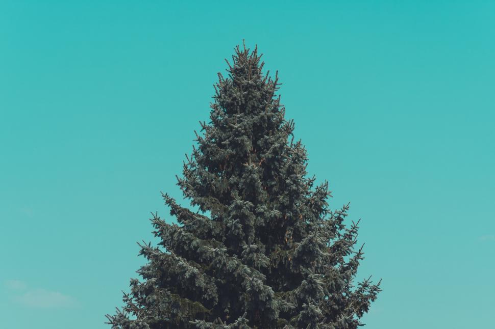 Free Image of Tall Pine Tree Standing Against Blue Sky 