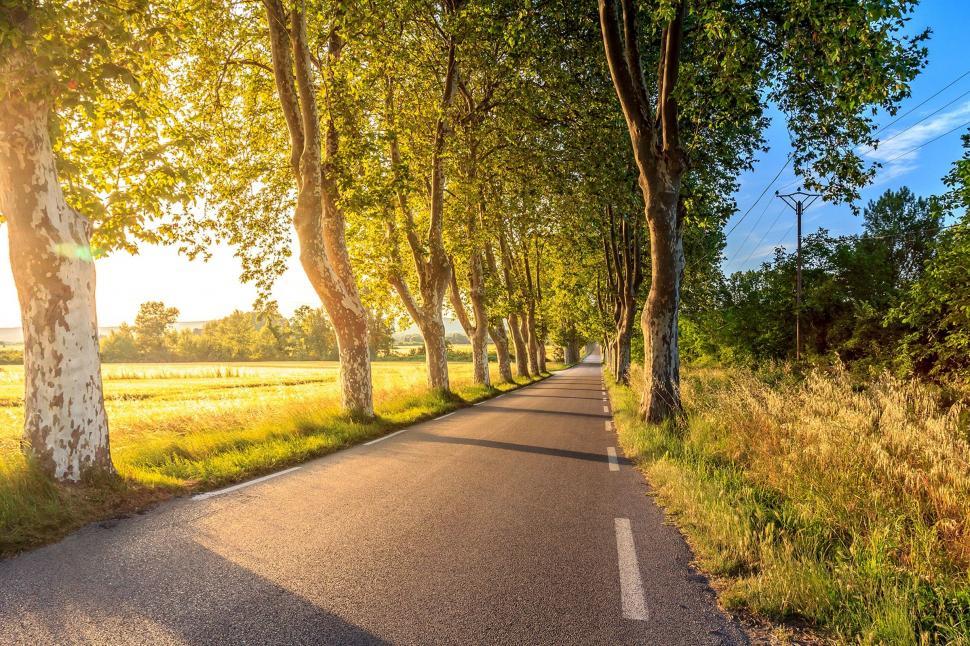 Free Image of Tree-Lined Road in a Field 