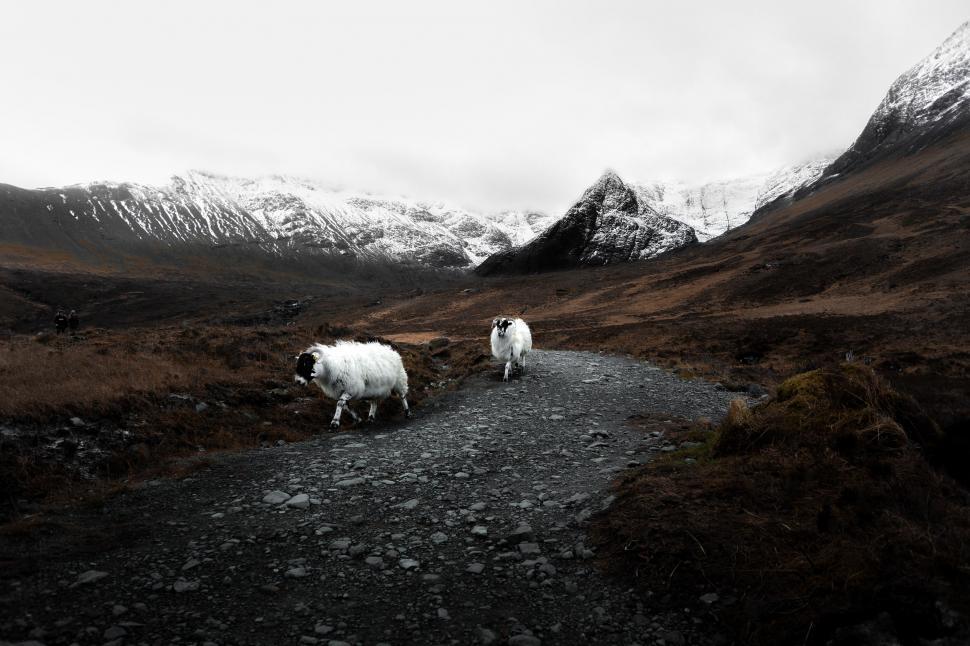 Free Image of Two Sheep Walking Down a Dirt Road 