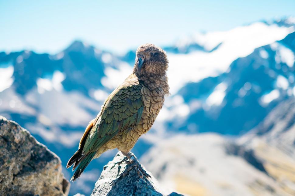 Free Image of Bird Perched on Rock in Mountain Landscape 