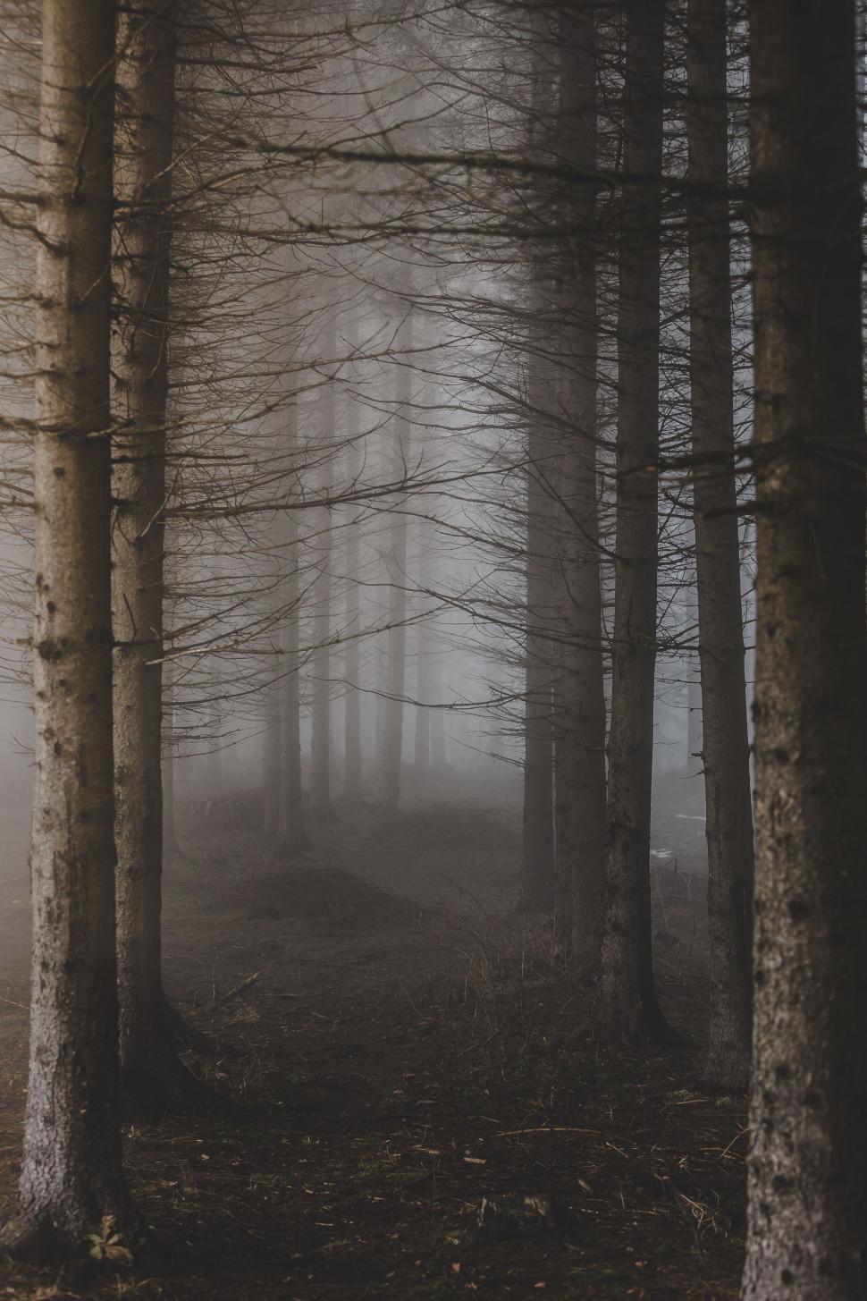 Free Image of Mystical Fog Blanketing Forest Trees 