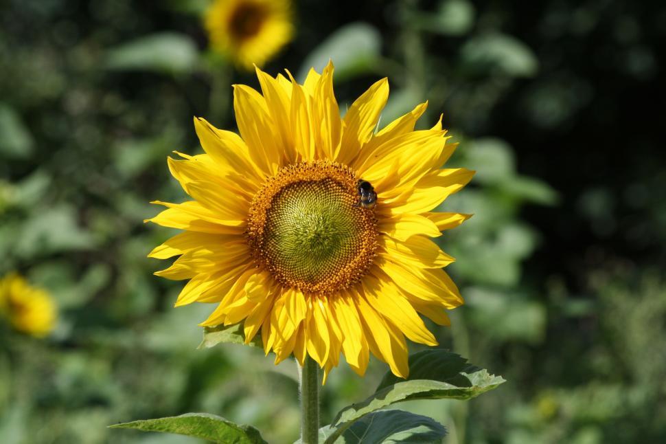 Free Image of Sunflower With Bee in Field 
