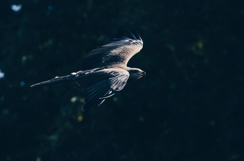 Free Image of Bird Flying in Black and White 