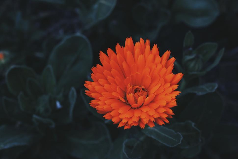 Free Image of Bright Orange Flower Against Black Background 